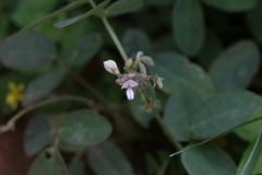 Desmodium scorpiurus